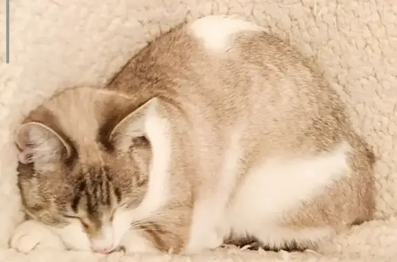 Animaux perdus Quimper, photo: Chat perdu, Hent Toull Moger, Quimper - yeux bleus et tâche blanche