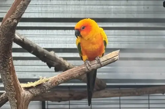 He managed to escape from their aviary; he is friendly toward humans.