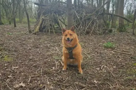 Chien perdu, Wattignies, Hauts-de-France - pelage roux et harnais vert - photo