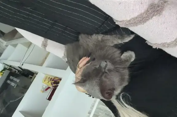 Perdido gato, Carrer de Valls, 69, Tarragona, Reus - British Blue pelo largo - photo