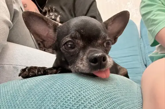 Собаки потеряшки, Софіївська борщагівка, фото: Зникла собака, Гната Юри, Київ - старенький той тер'єр, звати Ева