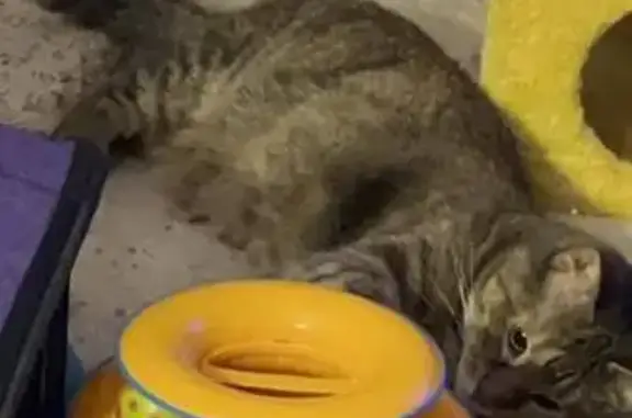 Lost female cat, Sunflower Dr & Spears Rd, Sycamore Township - torbie with a microchip - photo