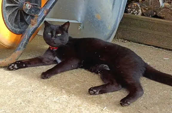 Animaux perdus Aunay-sous-Auneau, photo: Chat disparu Fille, Aunay-sous-Auneau (fl591125)