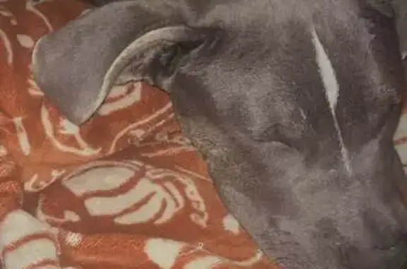 Lost dog, Julia Street, New Iberia - 1 year old bully mix - photo