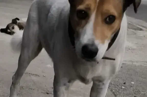 Cachorro perdido Macho (brl002689) - photo