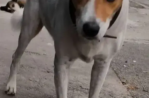 Cachorro perdido Macho (brl002690) - photo