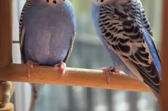 Lost pets Saratoga, photo: Lost bird, Atrium Drive, Saratoga - lovely and friendly