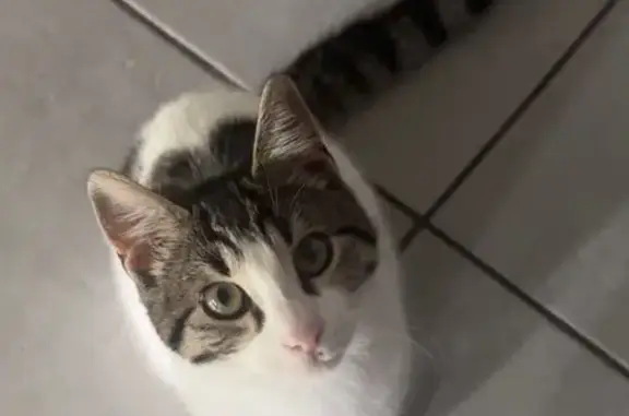 Animaux perdus Paris, photo: Chat perdu, Traverse Noire, Marseille - mâle avec marques rouges