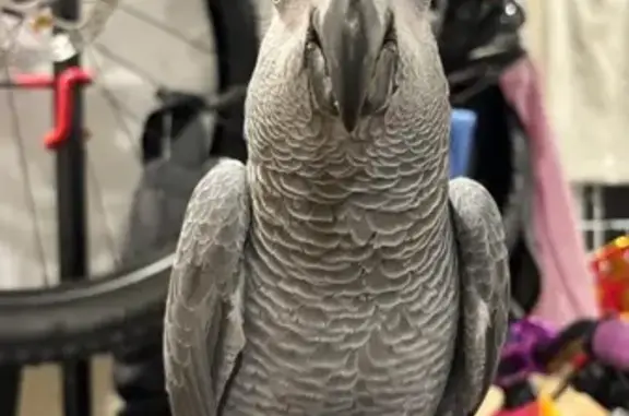 Lost bird, Bedok Reservoir Road, 130, Singapore - male with a red tail - photo