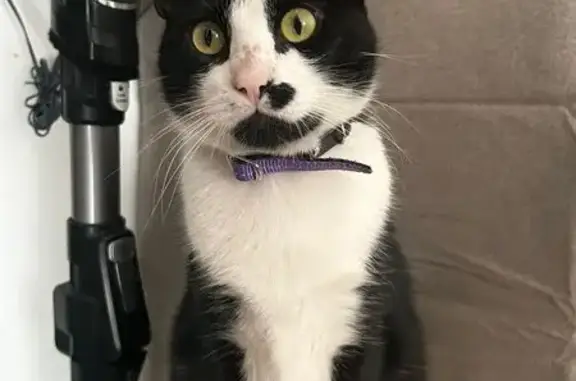 Animaux perdus Pessac, photo: Chat perdu, Passage Supérieur du Haut-Lévêque, Pessac - collier violet