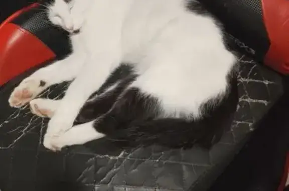 Lost pets West Torrens, photo: Lost cat, James Melrose Road, West Torrens - black and white, one year old