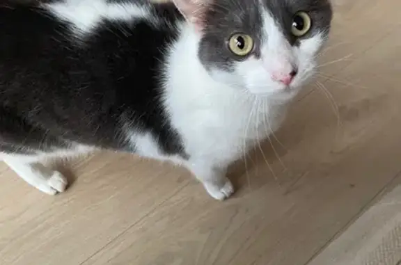 Animaux perdus Coulommiers, photo: Chat perdu, Esternay, Grand Est - femelle noire et blanche
