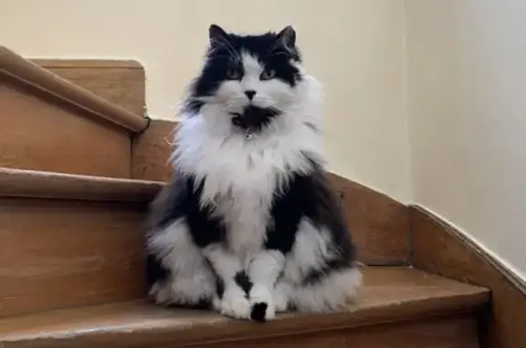 Chat perdu, Boulogne-sur-Mer, photo: Chat perdu, Rue Boucher de Perthes, Boulogne-sur-Mer - collier rouge
