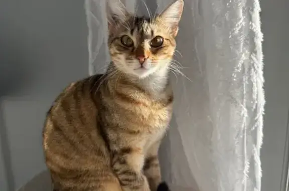 Animaux perdus Bezouce, photo: Chat perdu, Bezouce - Mila très peureuse