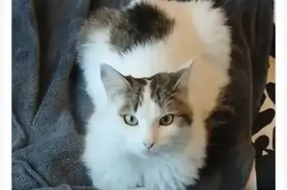 Animaux perdus Eybens, photo: Chat mâle perdu, Rue Lamartine, Eybens - blanc et gris à poils longs