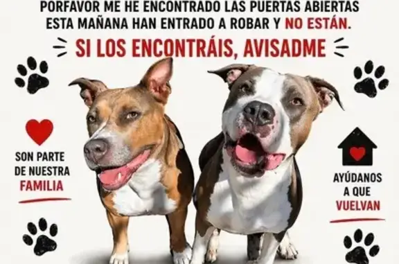 Perdido perro macho, Calle Cue...