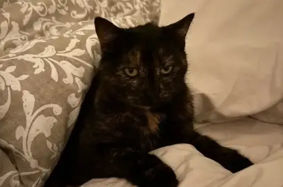 Animaux perdus Schiltigheim, photo: Chat perdu, Tranchée de Docelles, Épinal - femelle écaille de tortue