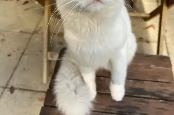 Animaux trouvés Paris, photo: Chat trouvé, Villeurbanne, Paris - mâle blanc aux yeux bleus