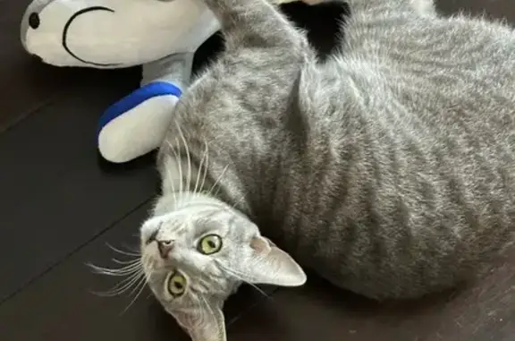 Lost cat, Woombye Street, 12A,...