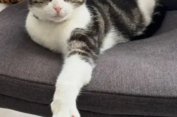 Missing cat Perth, photo: Lost cat, Jersey Street, Subiaco, Perth - female with pink collar