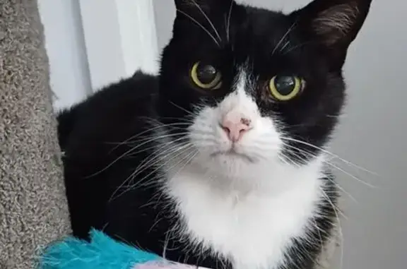 Lost pets Para Hills West, photo: Lost male cat, Port Adelaide Enfield, South Australia - black & white tuxedo