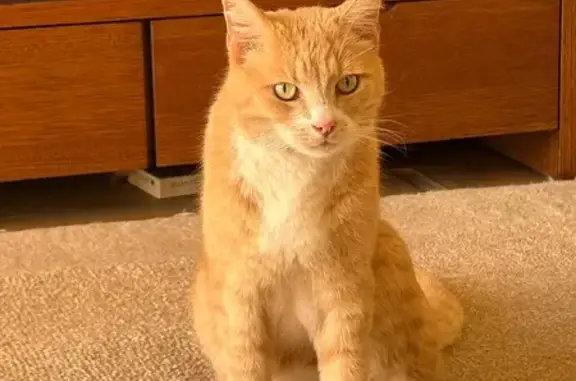 Lost pets Melbourne, photo: Lost male cat, Murray Lane, City of Glen Eira, Melbourne - ginger with white chest