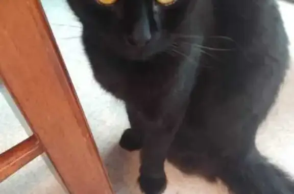 Lost male cat, Arnold Street,...