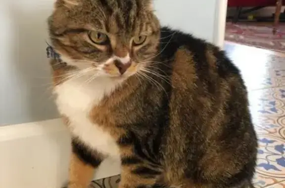 Animaux perdus Givrand, photo: Chat perdu, Impasse du Millat, 2, Givrand, Paris - tache blanche sur le nez