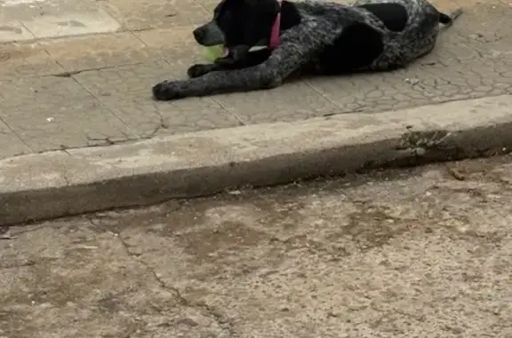 Cachorrita de 3 meses responde a nombre de Alma color negro y blanco con manchas llevaba un collar rosa antiparasitario raza Pointer Arlequín ha sido robada se supone que la han visto por la zona de Barxeta y Vall d’Albaida pero sigue desaparecida y la están buscando.