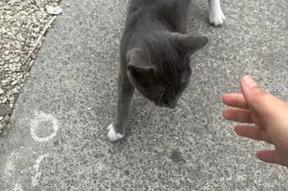 Animaux trouvés Sin-le-Noble, photo: Chat trouvé, Rue des Corps Chauds, Sin-le-Noble - gris et blanc très câlins
