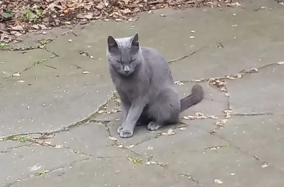 Chat trouvé Armentières, photo: Chat trouvé, Rue Saint-Jean, Armentières - gris et pas farouche