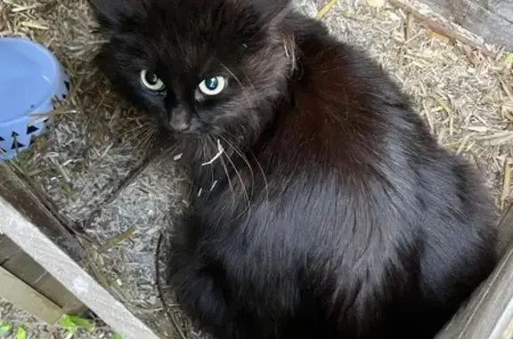 Animaux trouvés Saint-Étienne, photo: Chat trouvé, Chemin des Franchises, Fareins - petite chatte noire à poils longs