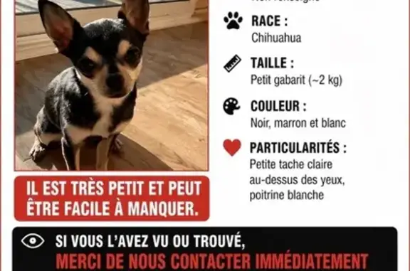 Chien perdu, Rue des Mimosas, Goven - femelle chihuahua - photo