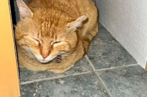 Chat trouvé Fleury-les-Aubrais, photo: Chat mâle trouvé, Rue Geneviève de Gaulle-Anthonioz, Fleury-les-Aubrais - roux clair avec oreille gauche déformée