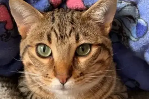 Animaux perdus Paris, photo: Chat perdu, Rue Saint-Aubin, Yffiniac - gros matou non castré