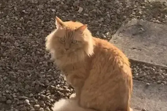 Animaux perdus Paris, photo: Chat perdu, route de Millay, 7, Larochemillay, Paris - très craintif