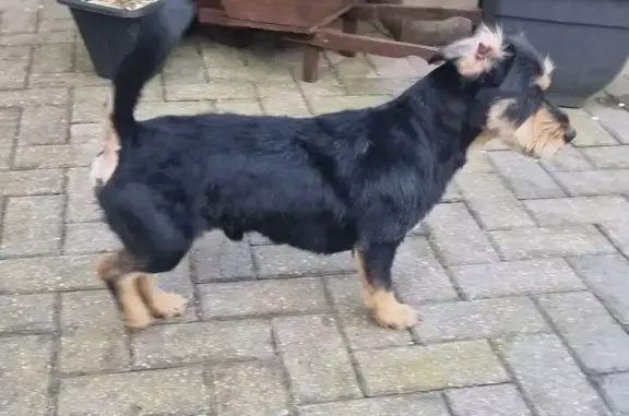 Found dog London, photo: Found male dog, Ormston Avenue, Horwich, London - black and tan wire-haired dachshund
