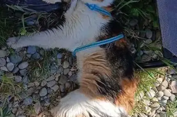 Animaux trouvés Apt, photo: Chat trouvé, Apt - très maigre et malade
