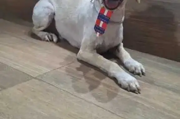 Cachorro perdido Macho (brl002691) - photo