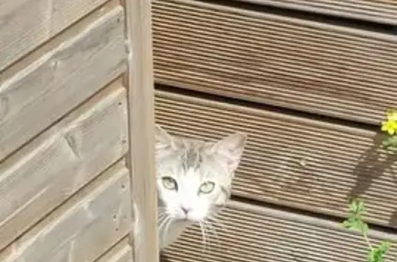 Animaux trouvés Poissy, photo: Chat trouvé, Boulevard Gambetta, Poissy - blanc et gris, craintif