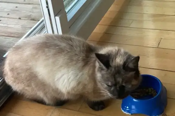 Animaux trouvés Thonon-les-Bains, photo: Chat trouvé, Chemin des Clerges, Thonon-les-Bains - très craintif