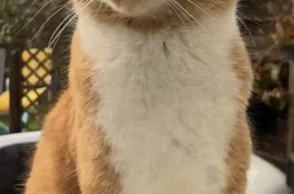 Chat perdu, Verton, Hauts-de-France - roux et blancs - photo