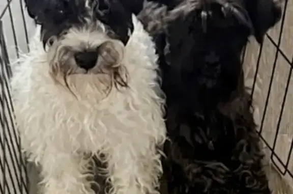 Missing dog Memphis, photo: Lost dog, Memphis