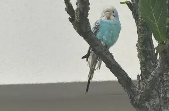 Found bird, Dyson Road, Hougan...