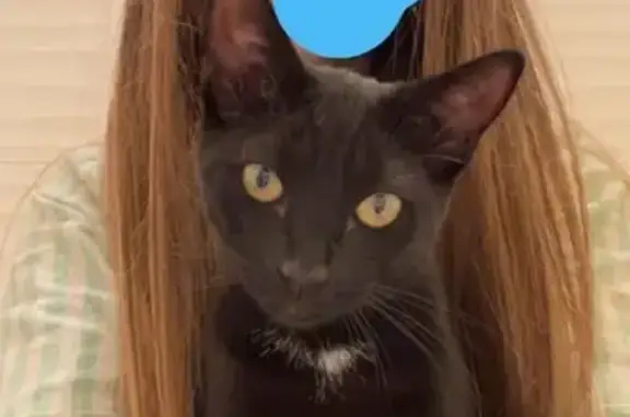 Chat perdu, Le Verguier, Hauts-de-France - noire avec rayures marrons - photo