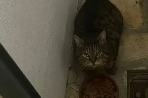 Chat perdu, Avenue des Grands Champs, Mours - œil gauche voilé - photo