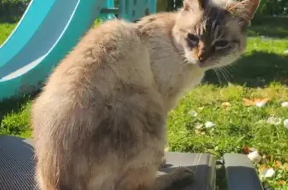 Chat perdu, Rue Croas Talud, 26, Douarnenez - chatte de 17 ans - photo