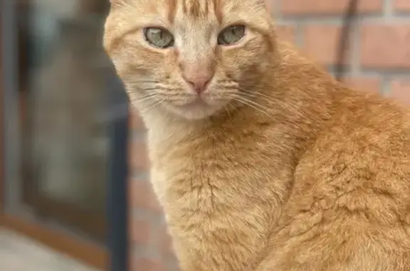 Chat perdu, Rue de Verdun, 5, Mouvaux - roux tatoué 158wvy - photo