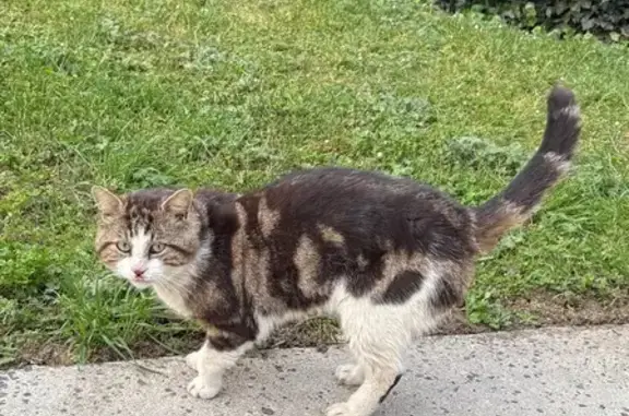 Animaux trouvés Niort, photo: Chat trouvé, Rue Ella Maillart, Niort - tricolore