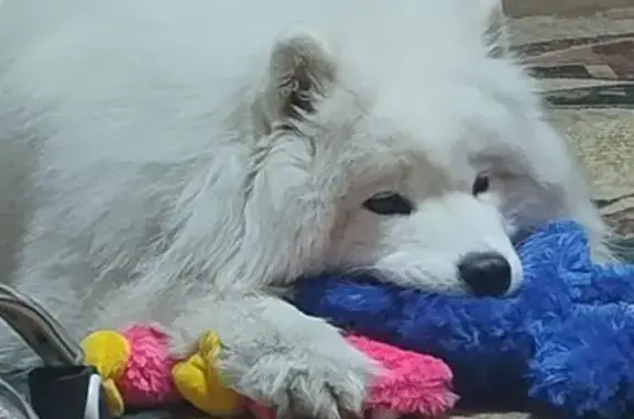 Загубилась собака самоїд, звати Еллі. На язичку чорна плямка